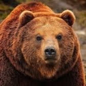 Meet your Posher, Tony